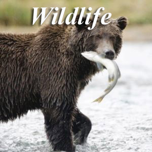 Wildlife